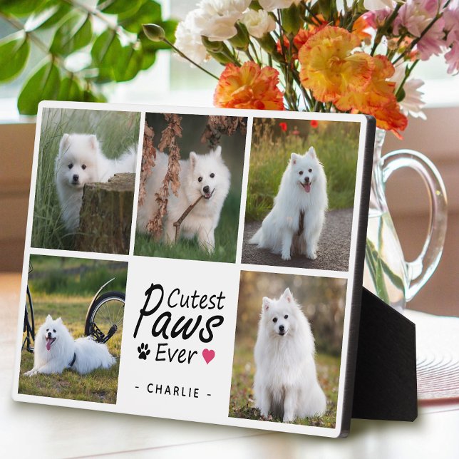 Niedliche Paws je Moderne Niedliche Hundfoto-Colla Fotoplatte (Von Creator hochgeladen)