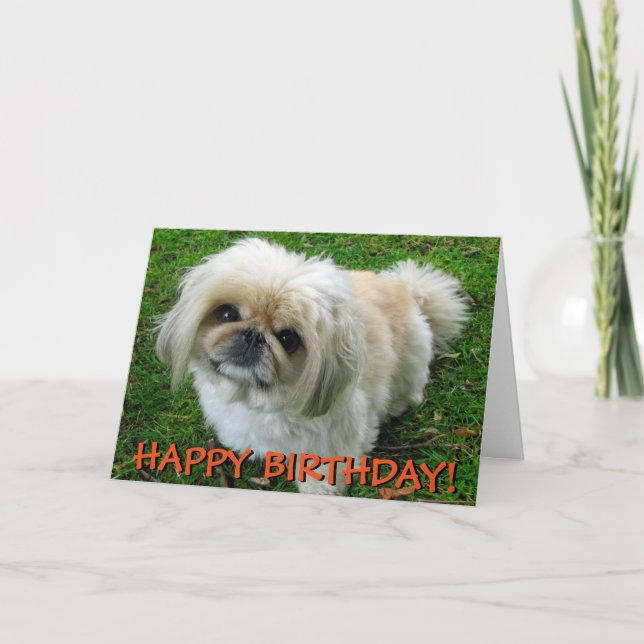 Niedliche Pekingese-Grußkarte Karte (Vorderseite)