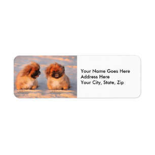 Niedliche Pekingese Hunde