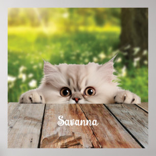 Niedliche Persische Peeking-Katze Poster