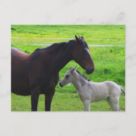 Niedliche Pferde Postkarte