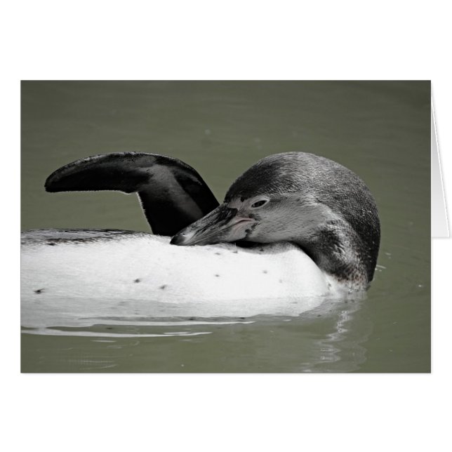 Niedliche Pinguin-Schwimmkarte (Vorderseite (Horizontal))