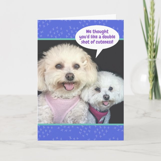 Niedliche Poochon-Hunde - doppelter Farbton Karte (Vorderseite)