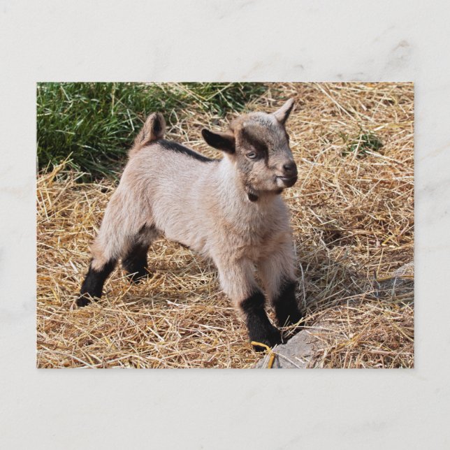 Niedliche Postkarte (Vorderseite)