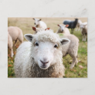 Niedliche Postkarte für Schafe