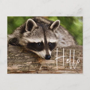 Niedliche Raccoon-Ruhe auf einem Log - Hallo Postkarte