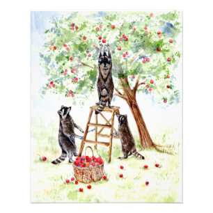 Niedliche Raccoons im Apple Orchard Fotodruck