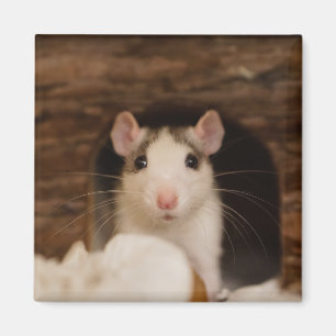Niedliche Ratte Magnet