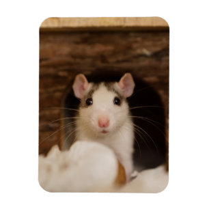 Niedliche Ratte Magnet