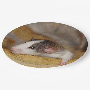 Niedliche Ratte Pappteller