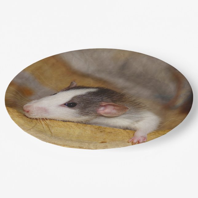 Niedliche Ratte Pappteller (Schrägansicht)