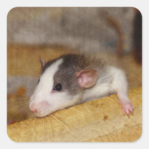 Niedliche Ratte Quadratischer Aufkleber