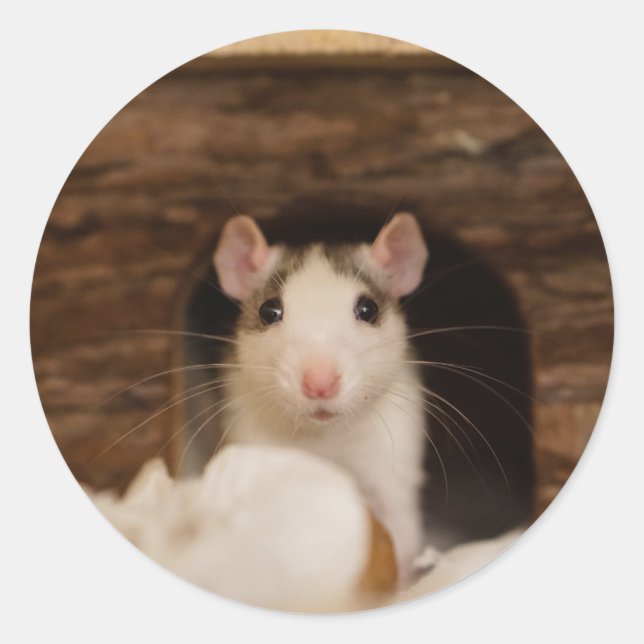 Niedliche Ratte Runder Aufkleber (Vorderseite)