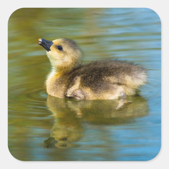 Niedliche Reflexion des Kindlings im Foto Quadratischer Aufkleber (Vorderseite)