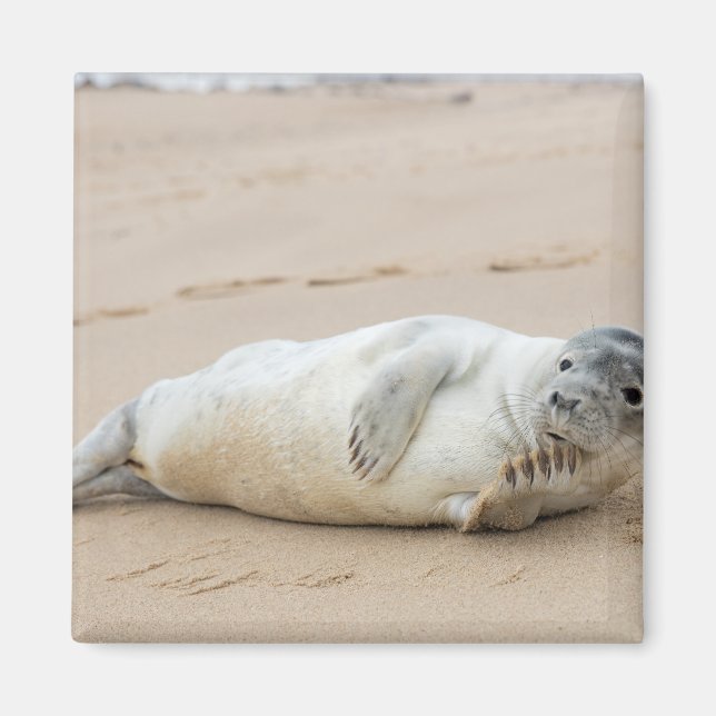 Niedliche Robbe posiert am Strand Magnet (Vorne)