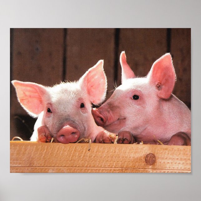 Niedliche rosa Ferkel Tierfotos Poster (Vorne)