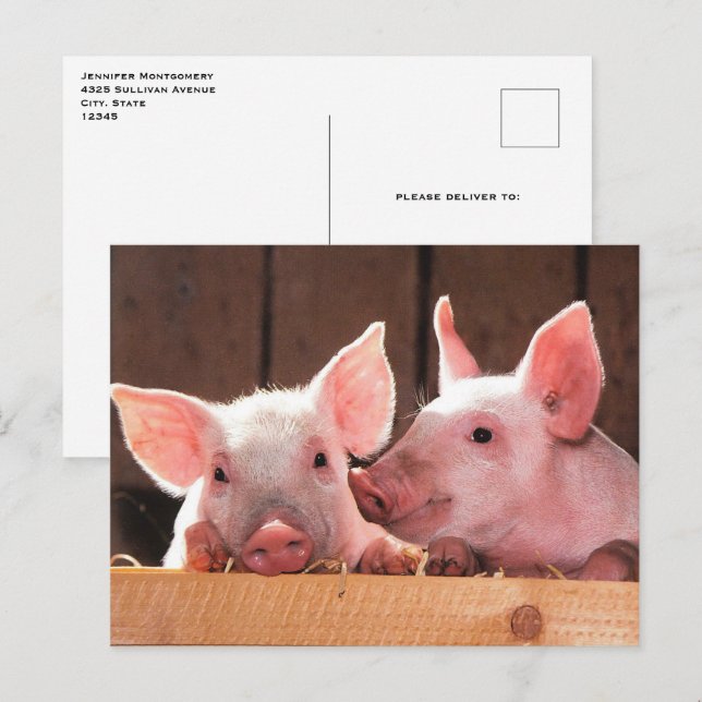 Niedliche rosa Ferkel Tierfotos Postkarte (Vorne/Hinten)