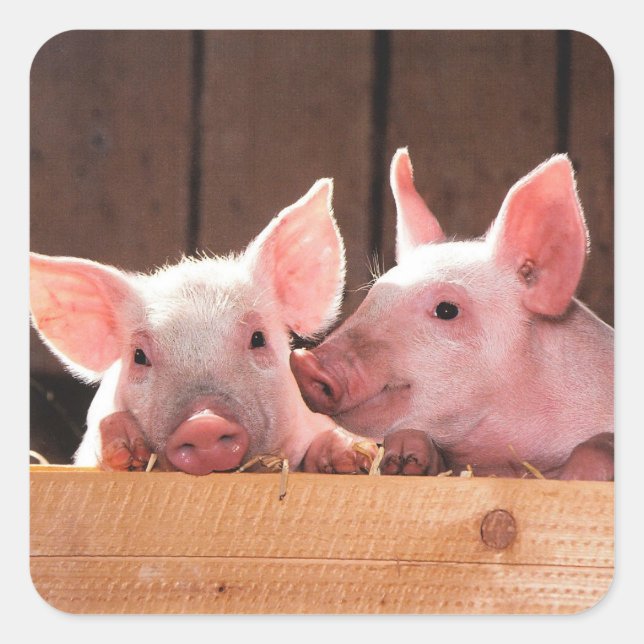 Niedliche rosa Ferkel Tierfotos Quadratischer Aufkleber (Vorderseite)