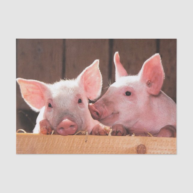 Niedliche rosa Ferkel Tierfotos Seidenpapier (Vorderseite)
