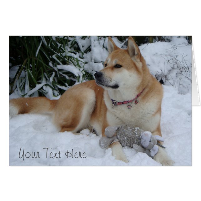 Niedliche rote Akita im Schnee mit grauem Mausspie (Vorderseite (Horizontal))