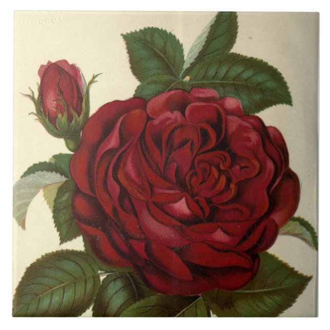 niedliche rote Rose Vintage Einrichtung Fliese (Vorderseite)