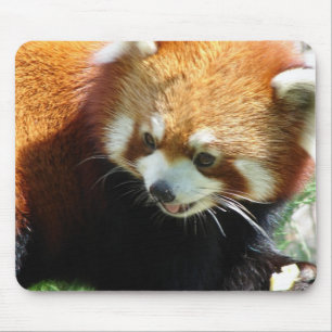 Niedliche roter Panda-Bärn-Mausunterlage Mousepad