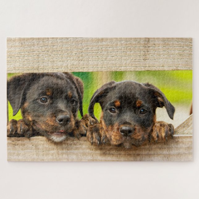 Niedliche Rottweiler Welpen Hunde Tierart (Horizontal)
