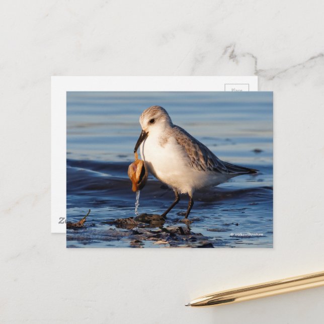 Niedliche Sanderling Sandpiper Dines in Clam am St Postkarte (Vorderseite/Rückseite Beispiel)