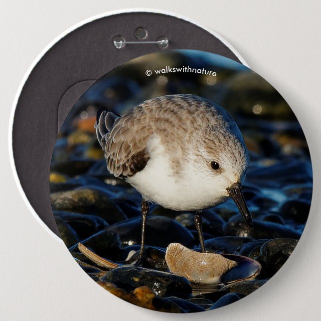 Niedliche Sanderling Sandpiper Shorebird Dines on  Button (Vorne & Hinten)