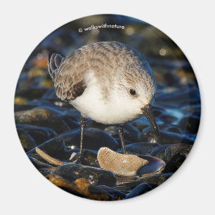 Niedliche Sanderling Sandpiper Shorebird Dines on Magnet