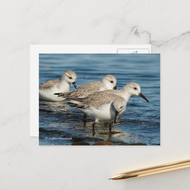 Niedliche Sanderlings Sandpipers am Strand Postkarte (Vorderseite/Rückseite Beispiel)