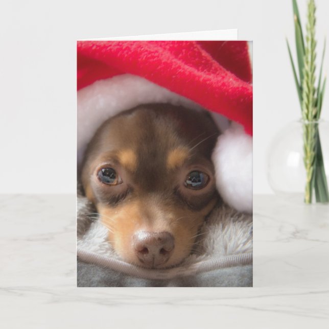 Niedliche SanktChihuahua Feliz Navidad Karte (Vorderseite)