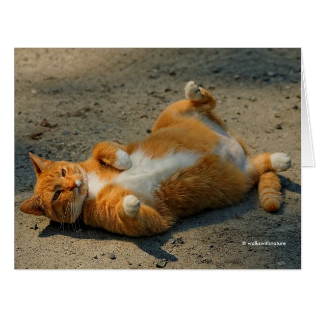 Niedliche Schattenboxen Orangefarbene Tabby Katze  (Vorderseite (Horizontal))