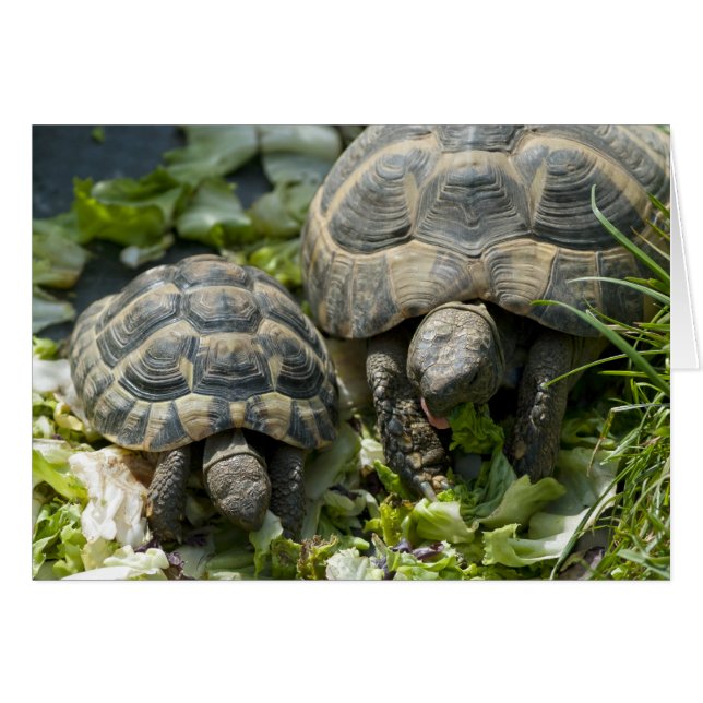 Niedliche Schildkröten (Vorderseite (Horizontal))