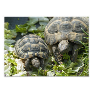 Niedliche Schildkröten Fotodruck
