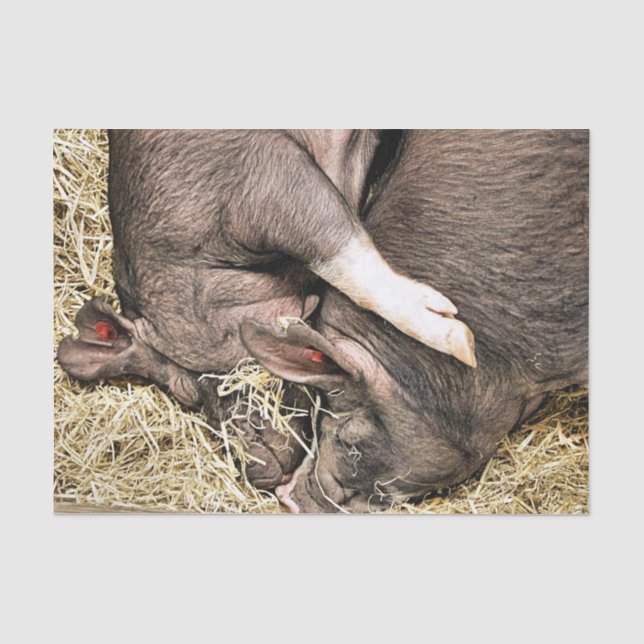 NIEDLICHE SCHLACHTSCHWEINE SEIDENPAPIER (Vorderseite)