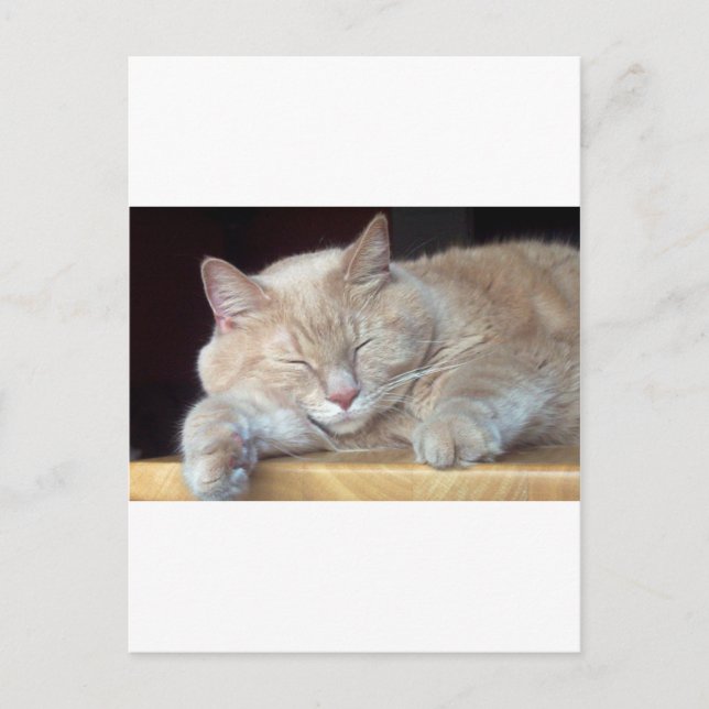 NIEDLICHE SCHLAFKATZE POSTKARTE (Vorderseite)