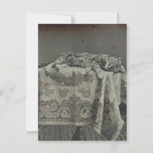 Niedliche Schlafkatze Vintage Fotografie Leere Postkarte