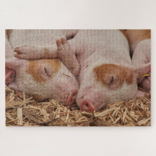 Niedliche Schlafschweine