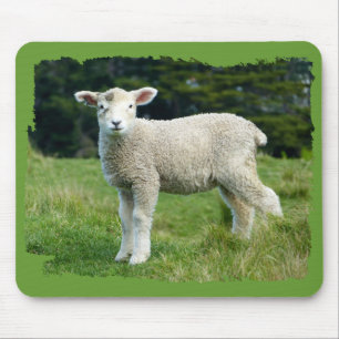 Niedliche schlammige Lamm-Baby-Schafe in der Wiese Mousepad