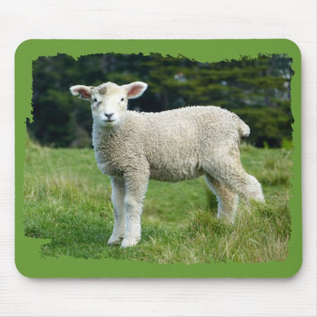 Niedliche schlammige Lamm-Baby-Schafe in der Wiese Mousepad (Vorne)