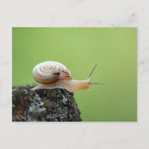 Niedliche Schnürsenkel mit grünem Hintergrund Postkarte