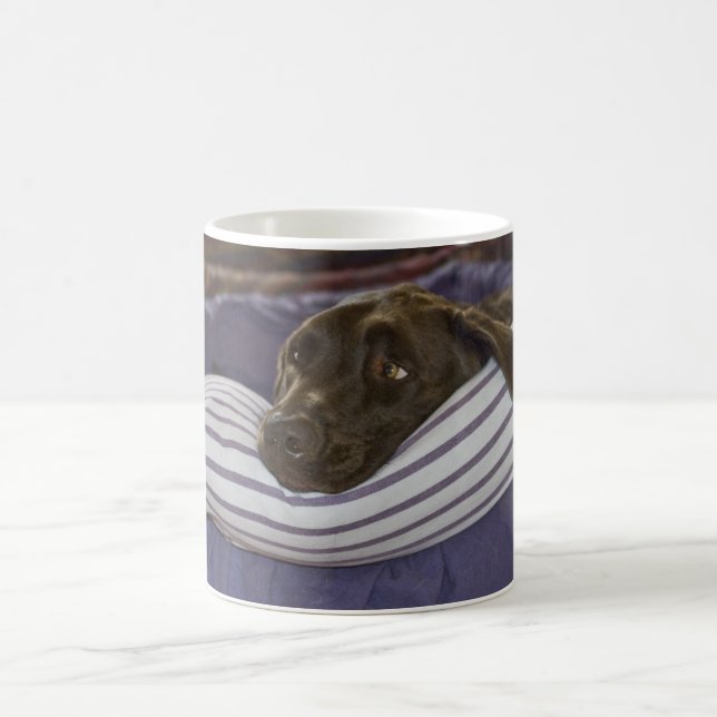 Niedliche Schokolade Labrador Retriever Hund in Be Kaffeetasse (Mittel)