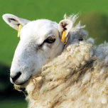 NIEDLICHE SCHUHE<br><div class="desc">Ein fotografisches Design eines niedlichen Schafes.</div>