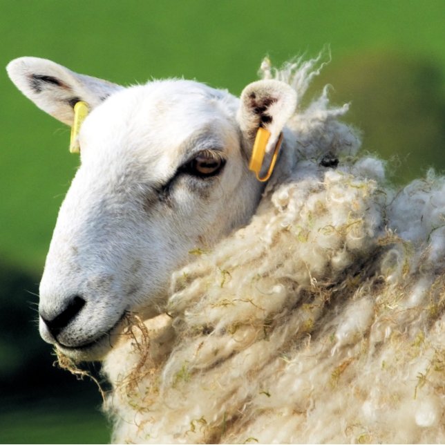 NIEDLICHE SCHUHE FLIESE (Von Creator hochgeladen)