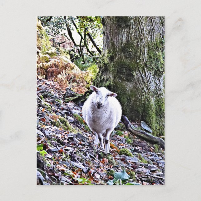 NIEDLICHE SCHUHE POSTKARTE (Vorderseite)