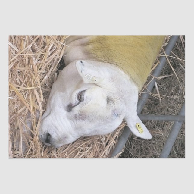 NIEDLICHE SCHUHE SEIDENPAPIER (Vorderseite)