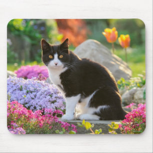 Niedliche Schwarz-weiße Katze in einem farbenfrohe Mousepad