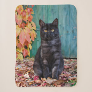 Niedliche schwarze Katze mit roten Blätter, blaue  Sherpadecke