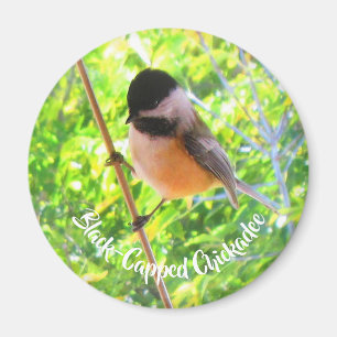 Niedliche Schwarzkappenmeise Wilde Vögel Natur Magnet